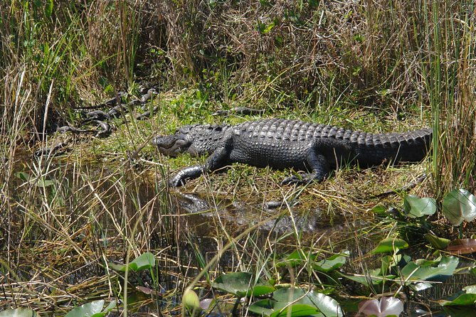 private-everglades-airboat-tour-including-hotel-pick-up-and-everglades-specialist