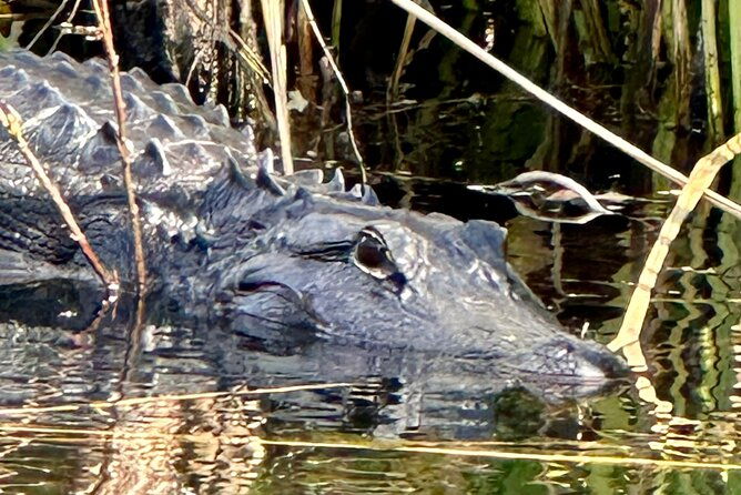 private-everglades-kayak-tour-see-the-real-everglades-with-us-2