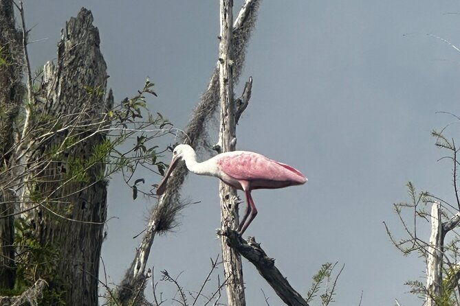 private-everglades-kayak-tour-see-the-real-everglades-with-us