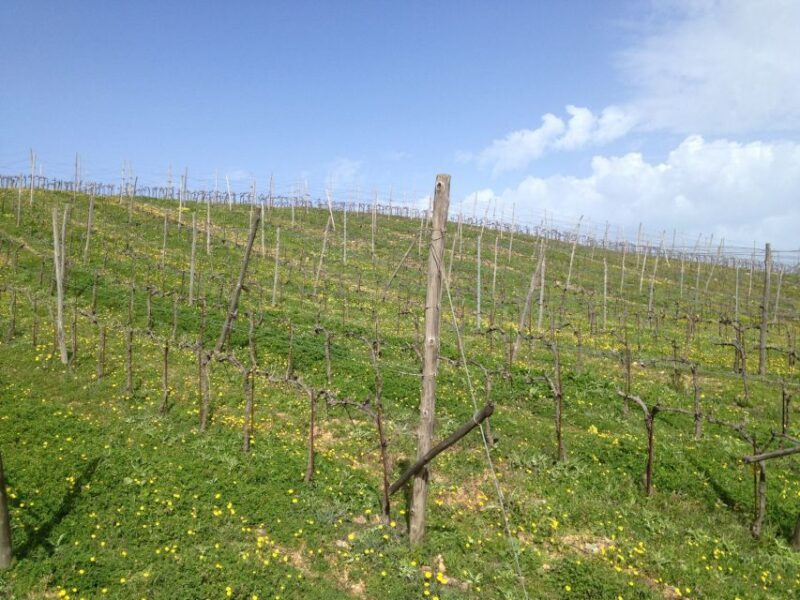 Private Exclusive Manousakis Winery and Vineyard Tour - The Itinerary in Detail