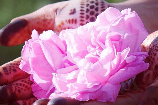 Private Excursion from Ouarzazate to Gorges Dades, Valley of Roses and Skoura - Discovering the Highlights of the Route