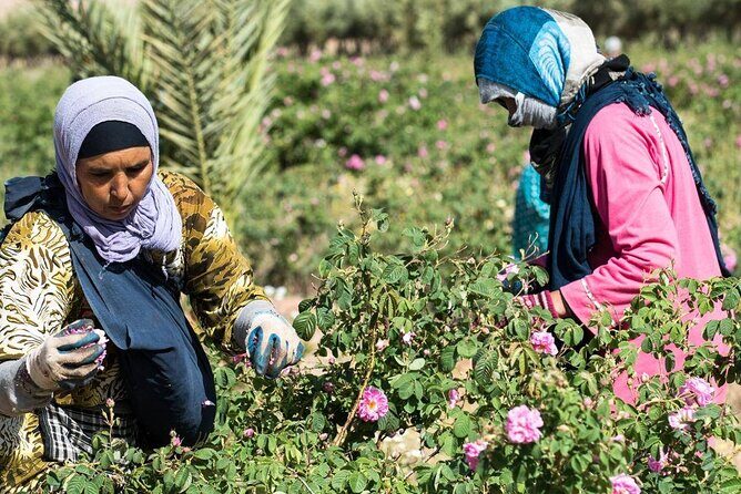 Private Excursion from Ouarzazate to Gorges Dades, Valley of Roses and Skoura - The Guide Experience