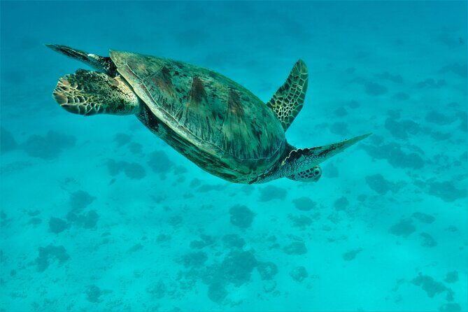 Private excursion Half day Moorea Discovery of the lagoon - Frequently Asked Questions