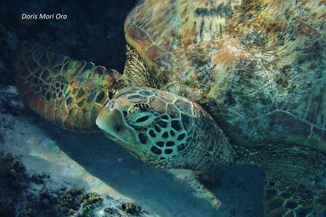 Private excursion Half day Moorea Discovery of the lagoon - Wrapping It Up: Is This Tour for You?