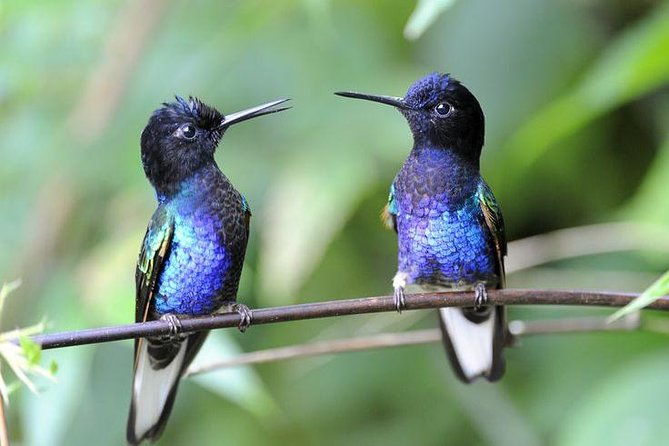 private-excursion-middle-of-the-world-hummingbirds-alambi