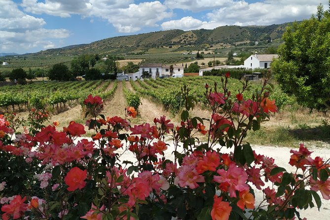 private-excursion-to-ronda-from-costa-del-sol-7-hours-2