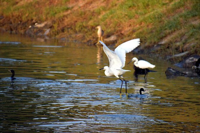 Private Excursion Trip to Bharatpur's Keoladeo National Park From Delhi - A Closer Look at the Bharatpur Keoladeo National Park Tour