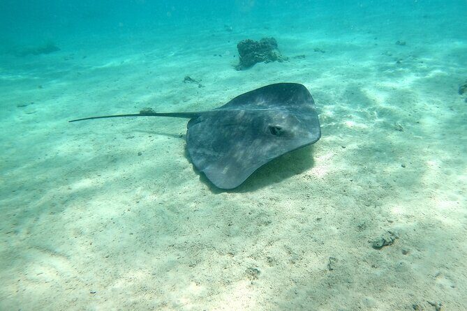 Private Excursion with E-Board in Moorea with snorkeling - Key Points