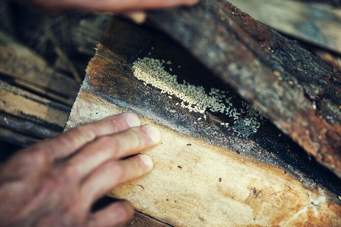 private-experience-in-wildlife-survival-school-in-bulgaria