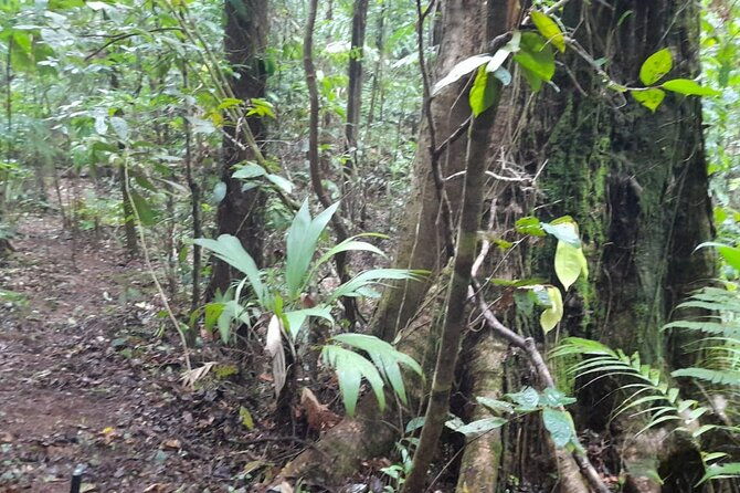 private-experience-trillo-de-la-danta-bahia-drake-osa-corcovado