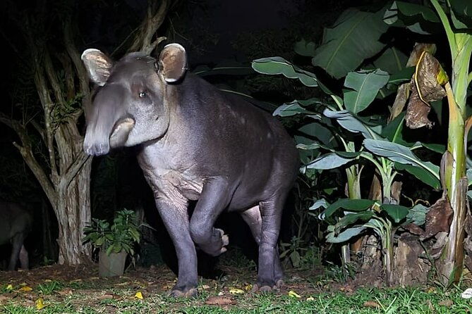 private-experience-trillo-de-la-danta-bahia-drake-osa-corcovado