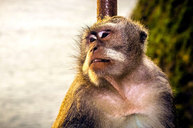 Private Explore Bali's GWK Statue and Uluwatu Temple - Who Should Consider This Tour?