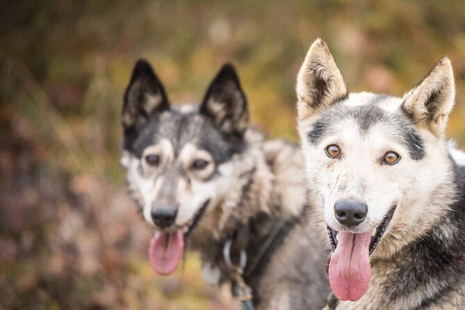 private-fall-foliage-mushing-cart-ride-in-fairbanks-2