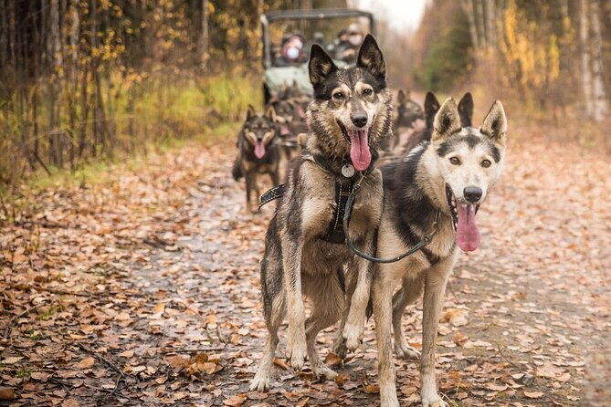 private-fall-foliage-mushing-cart-ride-in-fairbanks-2