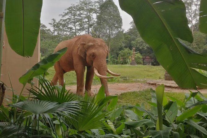 Private Family Day Tour in Guangzhou to Grandview Aquarium and Guangzhou Zoo - Key Points