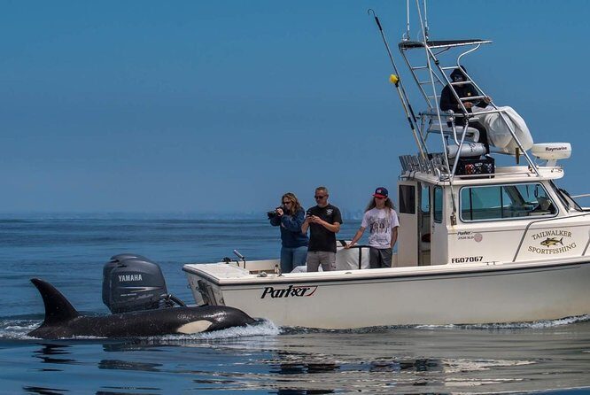 Private Family Whale & Dolphin Adventure in San Diego - The Itinerary and Experience