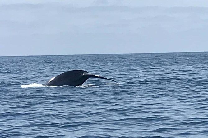 Private Family Whale & Dolphin Adventure in San Diego - Real Experiences and Honest Feedback