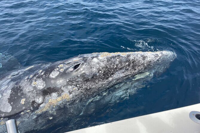 Private Family Whale & Dolphin Adventure in San Diego - Practical Tips for Your Trip