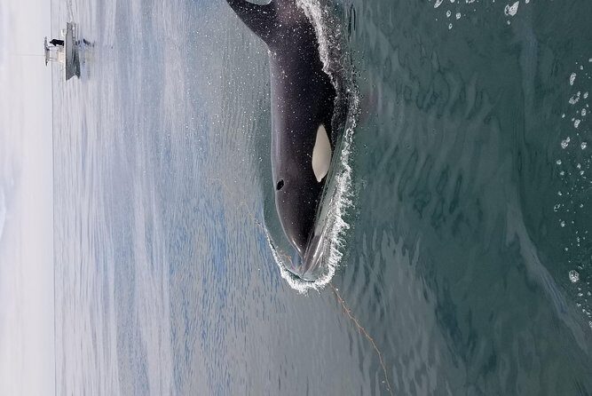 Private Family Whale & Dolphin Adventure in San Diego - Who Is This Tour Best For?