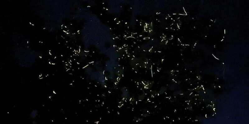 Private Firefly Watching Night Cruise on Bohol Abatan River - An In-Depth Look at the Firefly Night Cruise
