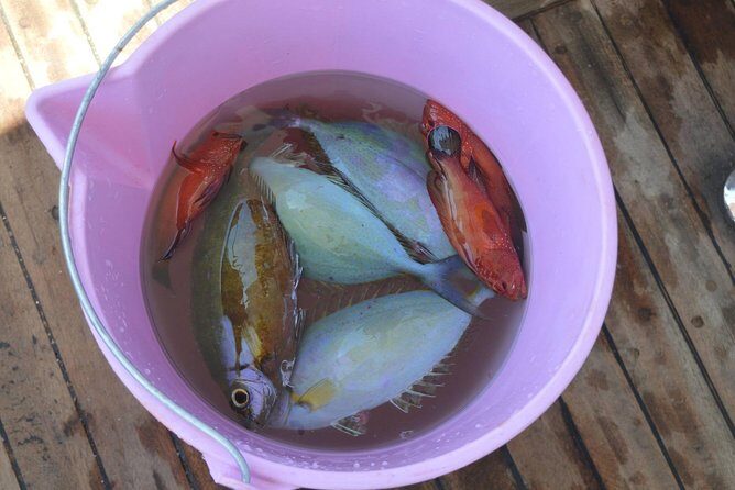 Private Fishing Full Day Boat with Equipment and Lunch - Hurghada - Who Is This Tour Best For?