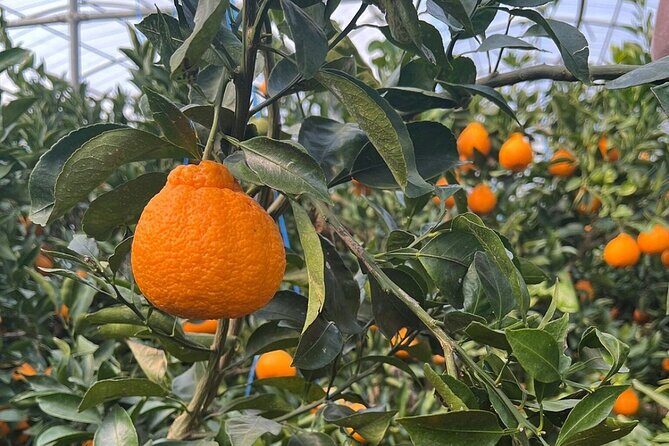 PRIVATE Flexible Tour Cruise Ship international ferry terminal - What Makes This Tour Stand Out?