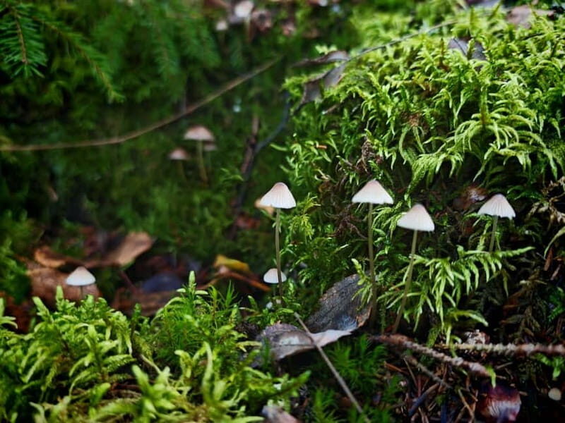 Private Forest Mind Tour in Tampere - Why We Think Youll Love It