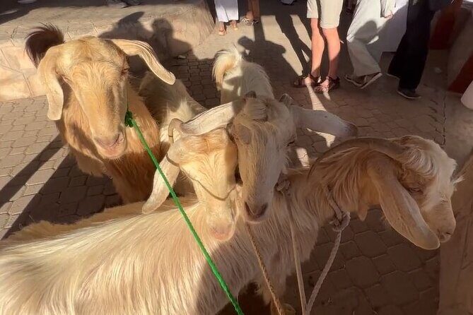 Private Friday Cattle Market-Nizwa and Jebel Akhdar-Full-Day Tour - The Itinerary in Detail: Why This Tour Is Worth It