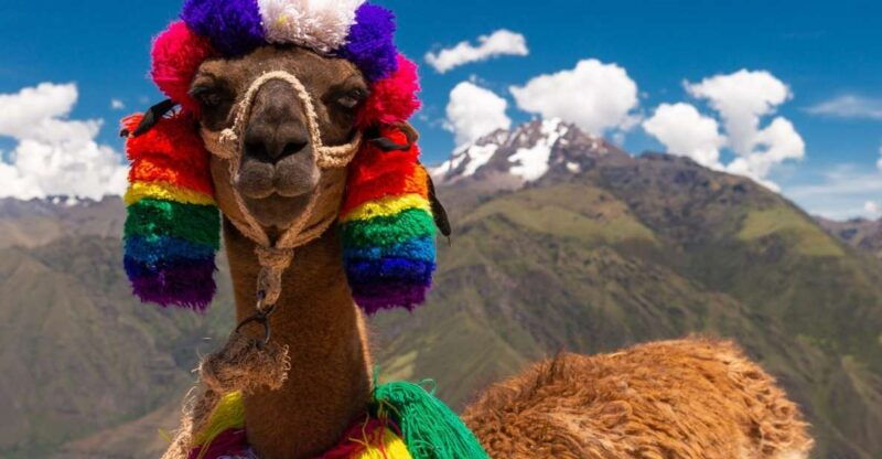 private-from-cusco-alpaca-therapy-creative-craftsmanship