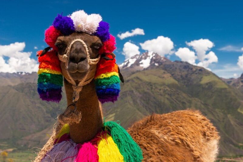 private-from-cusco-alpaca-therapy-creative-craftsmanship