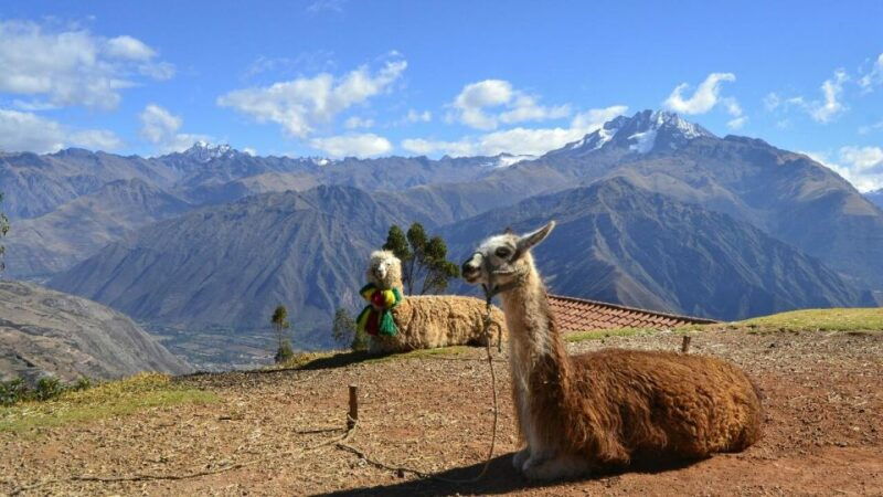 private-from-cusco-alpaca-therapy-creative-craftsmanship