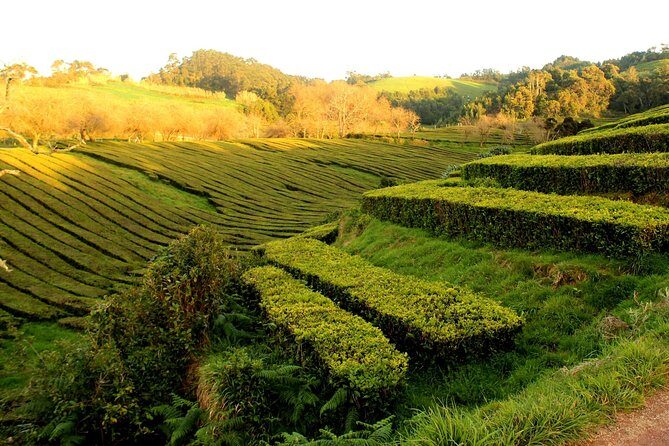 Private Full-Day 4x4 Tour to Furnas Volcano - Stop 1: Plantacoes de Chá Gorreana