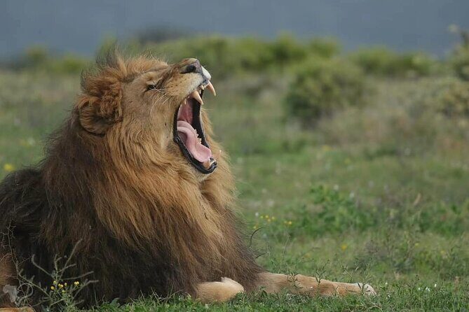 Private Full-Day Addo Elephant National Park - Key Points  