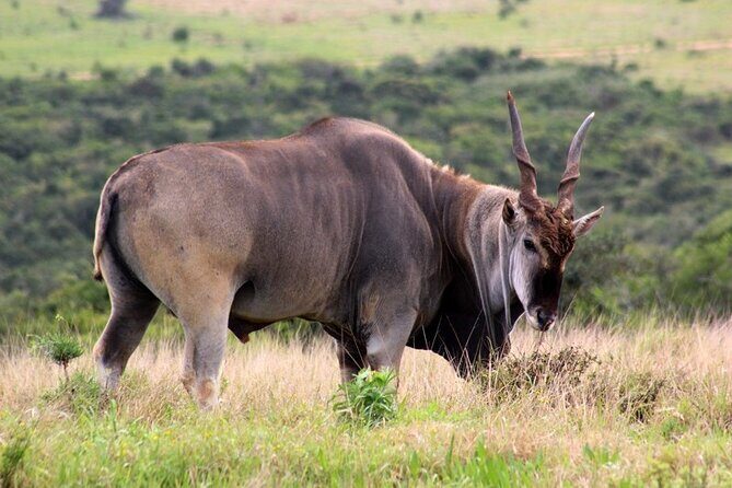 Private Full-Day Addo Elephant National Park - Final Thoughts