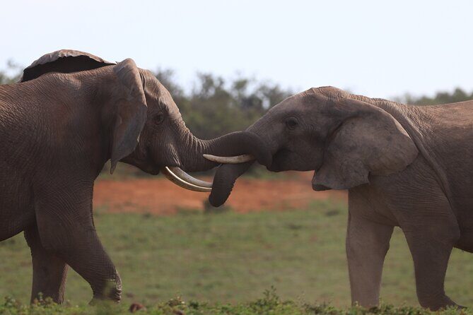 Private Full-Day Addo Elephant National Park - FAQ
