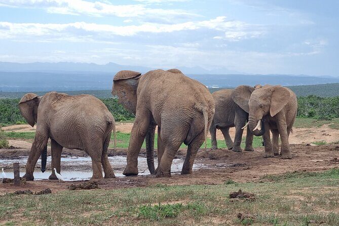 Private Full-Day Addo Elephant Park & Giraffe Walk - Who Would Love This Tour?
