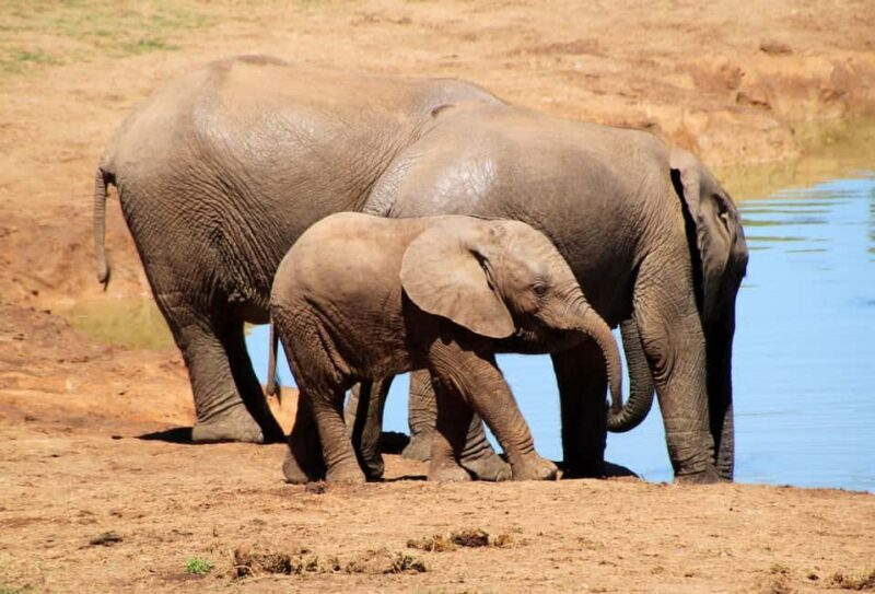 Private full day Aquila Safari tour - What to Expect from Your Aquila Safari Experience