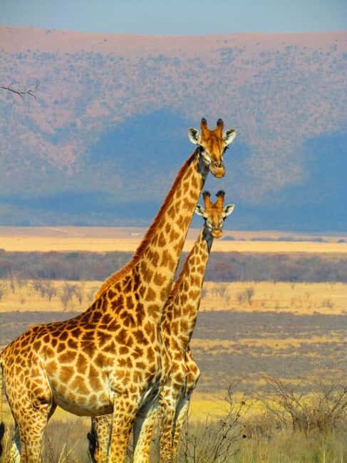 Private full day Aquila Safari tour - Who Might Want to Consider Alternatives
