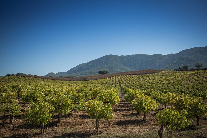 private-full-day-arrabida-wine-tour-and-food-tasting