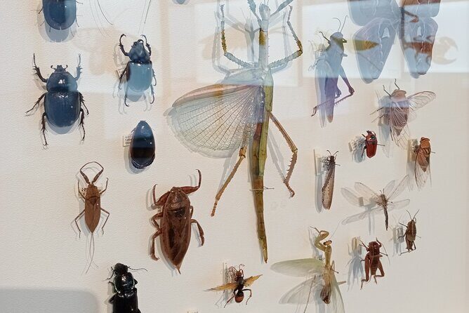 Private Full Day Darwin City Tour with Lunch and Pickup - A Perfect Introduction to Darwin’s Charm