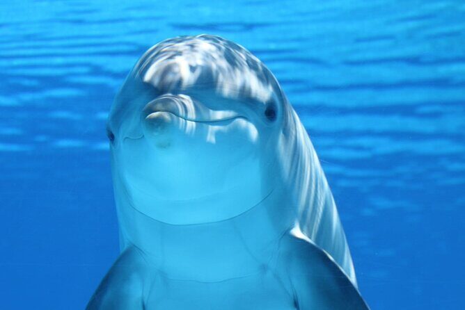 Private Full-Day: Dolphin & Monkey Jungle Adventure - What to Expect: An In-Depth Look at the Tour