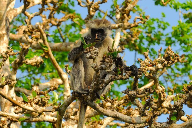 Private Full-Day: Dolphin & Monkey Jungle Adventure - Who Is This Tour Best For?