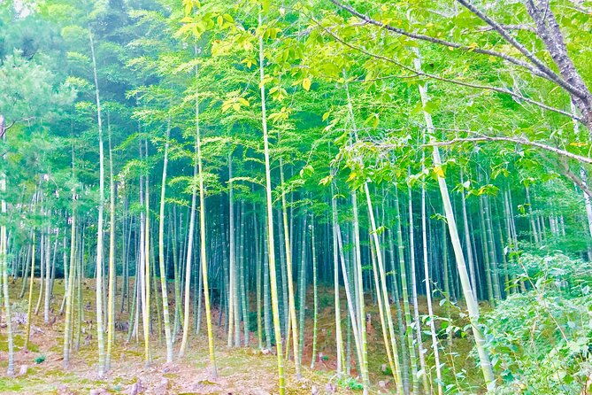 private-full-day-guided-tour-in-kyoto-arashiyama