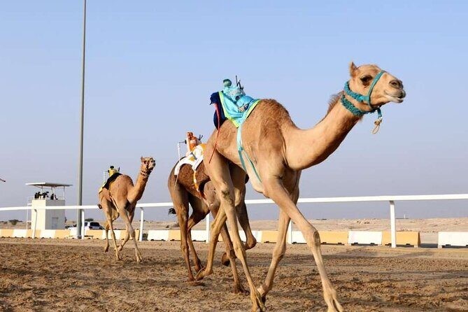Private Full Day Guided Tour in Qatar North and West - The Sum Up
