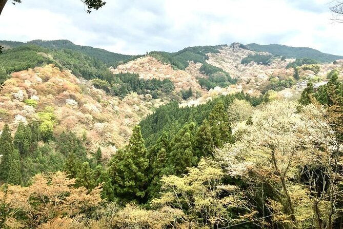 private-full-day-guided-tour-in-yoshino-japanese-mountain