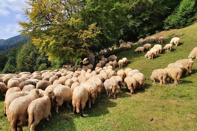 Private Full-Day Hiking Tour in Piatra Craiului National Park - FAQ