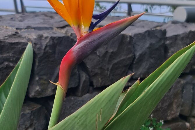 private-full-day-island-tour-in-madeira