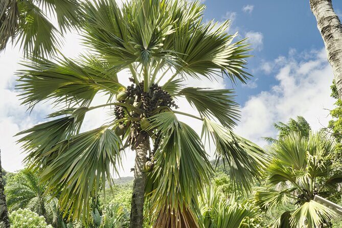 Private full day Mahe island tour 8-10 persons - FAQ