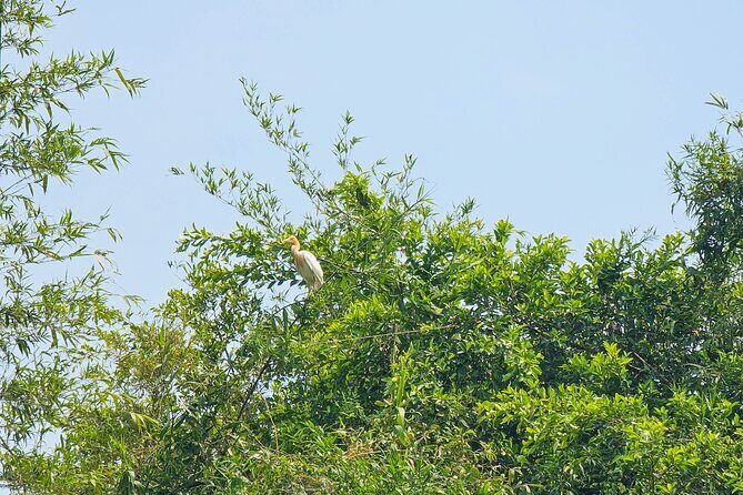 Private Full Day Mekong Delta Tour to Dong Thap Muoi Wetlands - Exploring the Private Full Day Mekong Delta Tour to Dong Thap Muoi Wetlands