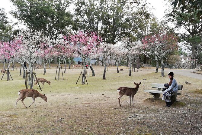 Private Full-Day Nara Tour Hozanji Temple Cable Car and Nara Park - A Detailed Look at the Nara Full-Day Tour